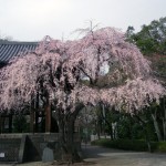 芝増上寺　しだれ桜！