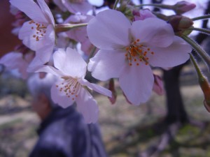 sakura